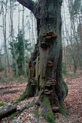 Frühlingsfoto von Czeslaw Gorski-015_alte-buche