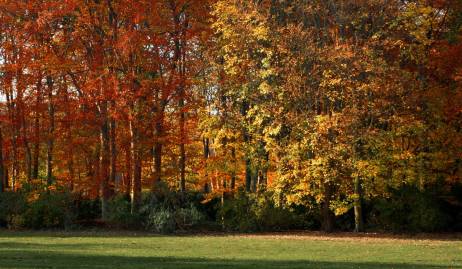 Frühlingsfoto von Czeslaw Gorski-019_herbst-im-park