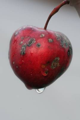 Frühlingsfoto von Czeslaw Gorski-029_herbstapfel