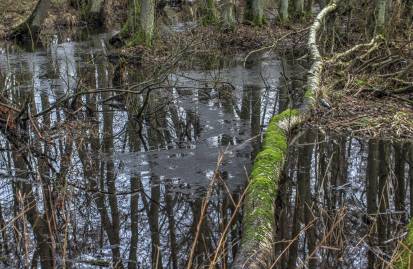Frühlingsfoto von Czeslaw Gorski-030_sumpf