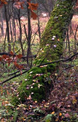 Frühlingsfoto von Czeslaw Gorski-032_gelber-wald