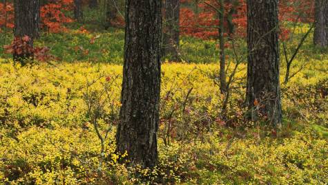 Frühlingsfoto von Czeslaw Gorski-033_dunkler-herbstwald