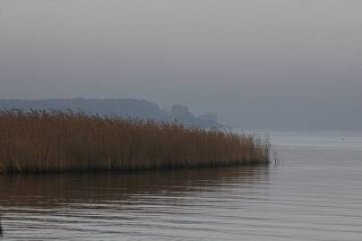 Frühlingsfoto von Czeslaw Gorski-043_schilfbeet-am-stettiner-haff