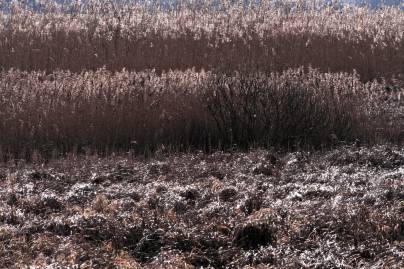 Frühlingsfoto von Czeslaw Gorski-047_glaenzendes-schilf
