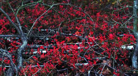 Frühlingsfoto von Czeslaw Gorski-055_herbstfoto-rote-blaetter-am-baum