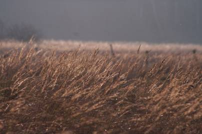 Frühlingsfoto von Czeslaw Gorski-062_herbstfoto-herbstgras-mit-tau-im-wind