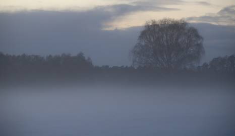 Frühlingsfoto von Czeslaw Gorski-068_der-wald-im-nebel