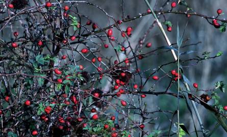 Frühlingsfoto von Czeslaw Gorski-072_haaewthorn-bushes-blazing-red