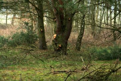 Frühlingsfoto von Czeslaw Gorski-074_herbstkiefer-nach-dem-zurueckschneiden
