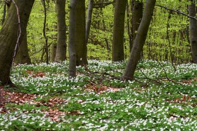 Frühlingsfoto von Czeslaw Gorski-007_bleuhende-anemonen-im-wald-auf-einer-waldlichtung