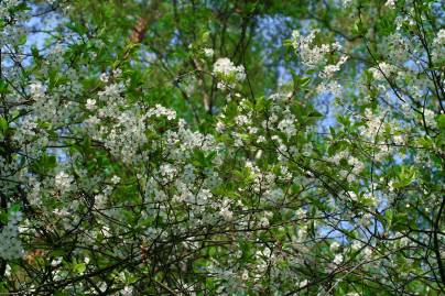 Frühlingsfoto von Czeslaw Gorski-009_bleuhende-beusche