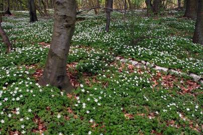 Frühlingsfoto von Czeslaw Gorski-011_viele-bleuhende-anemonen-im-wald