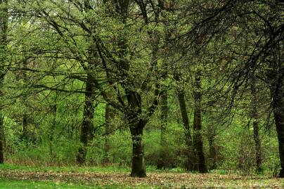 Frühlingsfoto von Czeslaw Gorski-013_frisches-fruehlingsgruen-im-wald