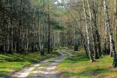 Frühlingsfoto von Czeslaw Gorski-014_fruehling,-birkenwald,-kurvenreiche-forststrasse