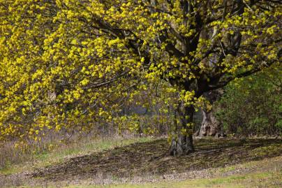 Frühlingsfoto von Czeslaw Gorski-023_bluehender-gelber-busch