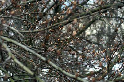 Frühlingsfoto von Czeslaw Gorski-024_den-mut,-in-die-welt-hinauszugehen