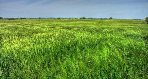 Frühlingsfoto von Czeslaw Gorski-025_ein-feld-voller-weizen-bis-zum-horizont