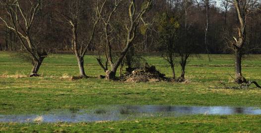 Frühlingsfoto von Czeslaw Gorski-027_ein-ueberbleibsel-des-fruehlings