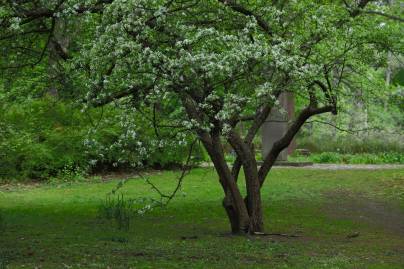 Frühlingsfoto von Czeslaw Gorski-030_fruehling-im-park