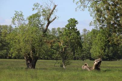 Frühlingsfoto von Czeslaw Gorski-032_fruehlingsweiden-auf-der-wiese