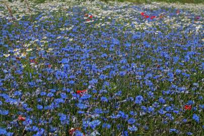 Frühlingsfoto von Czeslaw Gorski-035_kornblumenwiese