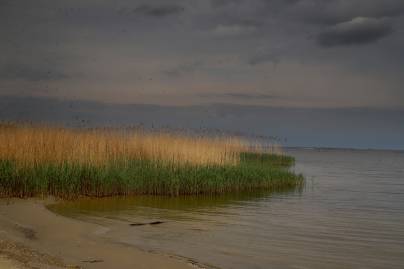 Frühlingsfoto von Czeslaw Gorski-037_schilf-im-see