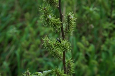 Frühlingsfoto von Czeslaw Gorski-040_zweig-mit-einem-insekt