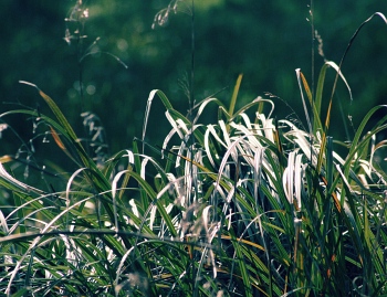 Sommer Foto von Czeslaw Gorski-062_augustgras