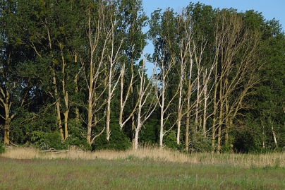 Sommer Foto von Czeslaw Gorski-063_biber-faellen-die-baumstaemme