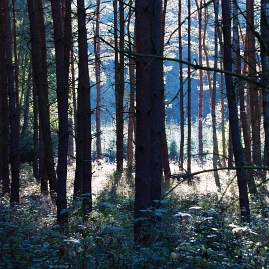 Sommer Foto von Czeslaw Gorski-064_blauer-wald-im-sonnenschein