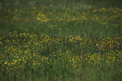 Sommer Foto von Czeslaw Gorski-073_eine-ausgewachsene-wiese