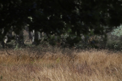 Sommer Foto von Czeslaw Gorski-074_eine-wiese-vor-dem-hintergrund-eines-waldes