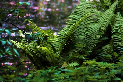 Sommer Foto von Czeslaw Gorski-076_farne-im-dunklen-garten