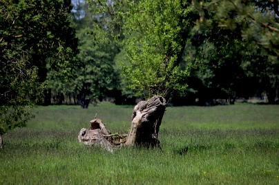 Sommer Foto von Czeslaw Gorski-077_fast-ausgetrocknete-weide-auf-der-wiese