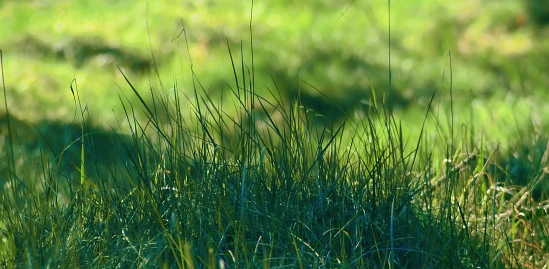 Sommer Foto von Czeslaw Gorski-078_gras-in-der-sonne