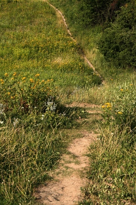 Sommer Foto von Czeslaw Gorski-087_weg-ueber-die-wiese-zum-wald