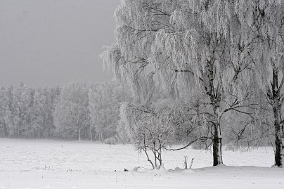 Winterfoto von Czeslaw Gorski-040_winterreif-auf-aesten-im-feld-2